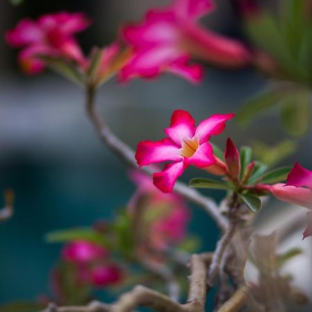 La Bella Vita Residence Seminyak Exteriér fotografie